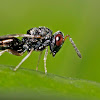 a very small fly