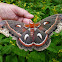 Cecropia moth