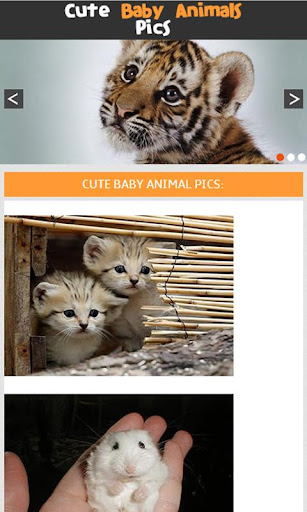 Cute baby animal pics