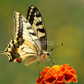 Swalowtwil by Romano Petesic - Animals Insects & Spiders