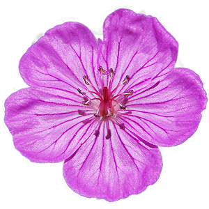 Flora of the Wasatch.apk Varies with device