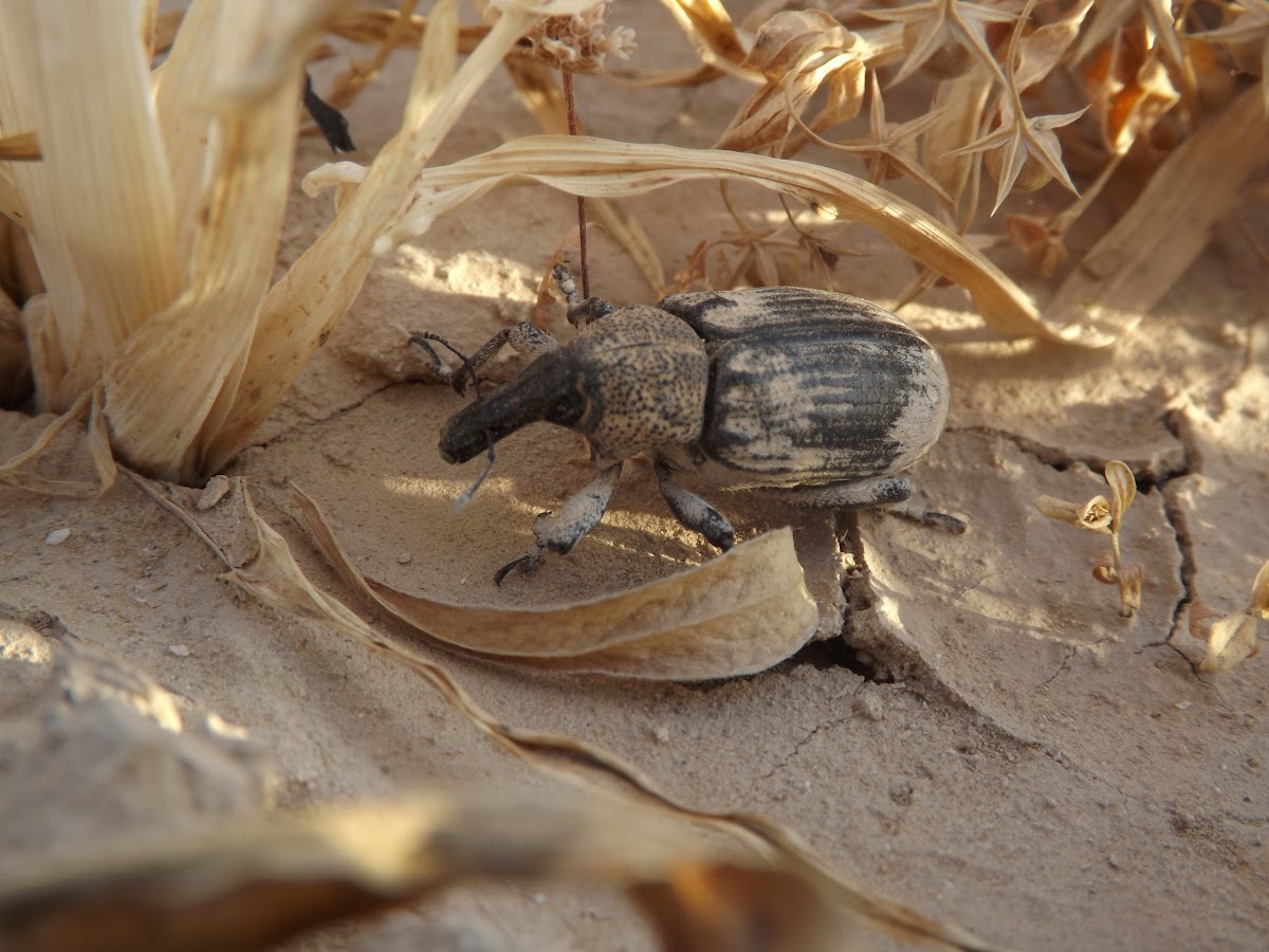 the large pine weevil