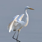 Great Egret or Great white Heron