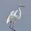 Great Egret or Great white Heron