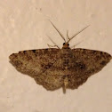 Somber carpet moth