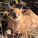 Caracal