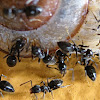 Black House Ants