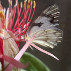 Pioneer Butterfly