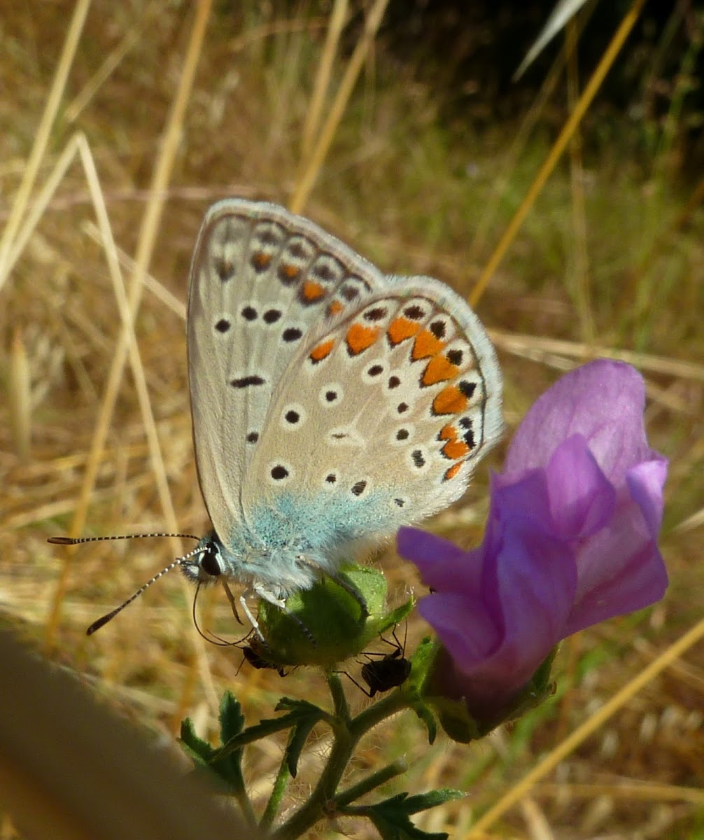 Common Blue Butterfly / Obični plavac