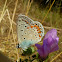 Common Blue Butterfly / Obični plavac