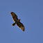 buse variable