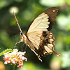 Mocker Swallowtail or Flying Handkerchief