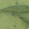 Spotted sea trout