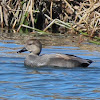 Gadwall