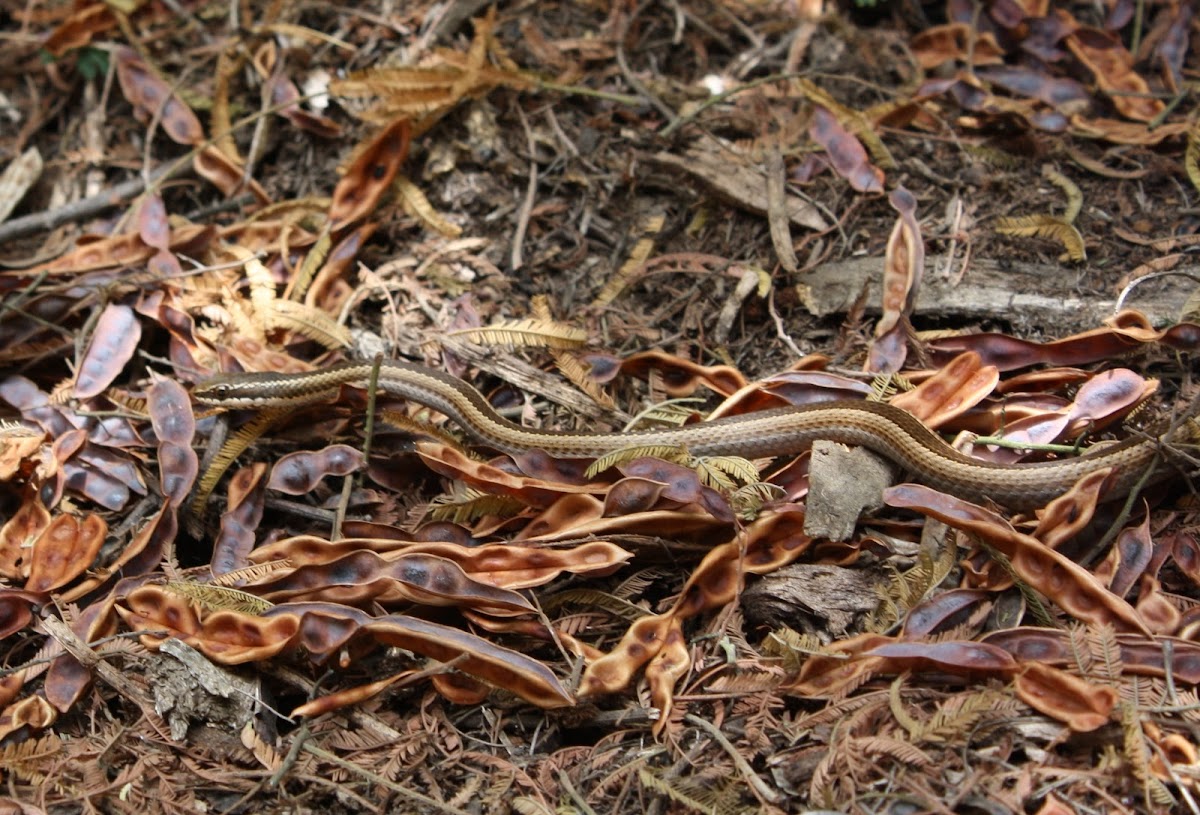 Culebra de Cola Larga / Long-tailed Snake