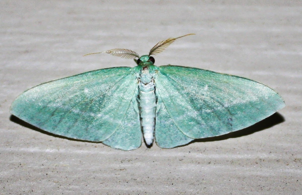 Bad Wing Moth