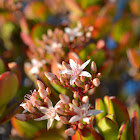 Jade Plant