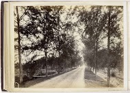 Gezicht in laan met bomen, Sumatra