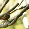 Red-browed finch