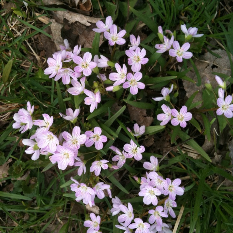 Spring Beauties