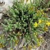 Pinillo de oro o Arenaria - Trencapedres (Hypericum ericoides) 
