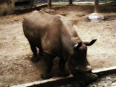 White Rhinoceros/Rinoceronte blanco