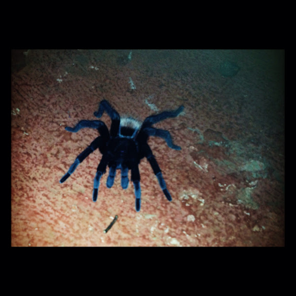 Tarántula cola roja de Yucatan, Yucatan rust rump tarantula | Project Noah