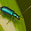 Metallic Blue Flea Beetle