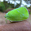 unknown plant hopper