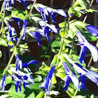 Sapphire Salvia