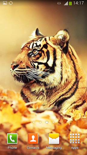 【免費個人化App】Tiger Live Wallpaper-APP點子