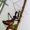 Common Assassin Bug. 4th Instar