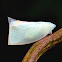 Flatid or Fulgoroid Plant-hopper