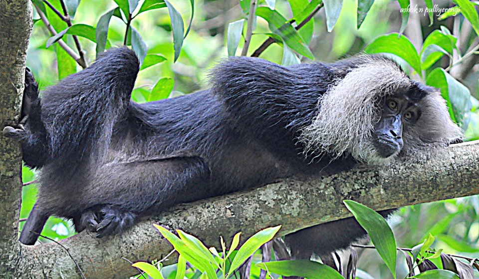 The lion-tailed macaque