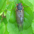 Pharaoh Cicada