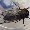 Redeye Cicada