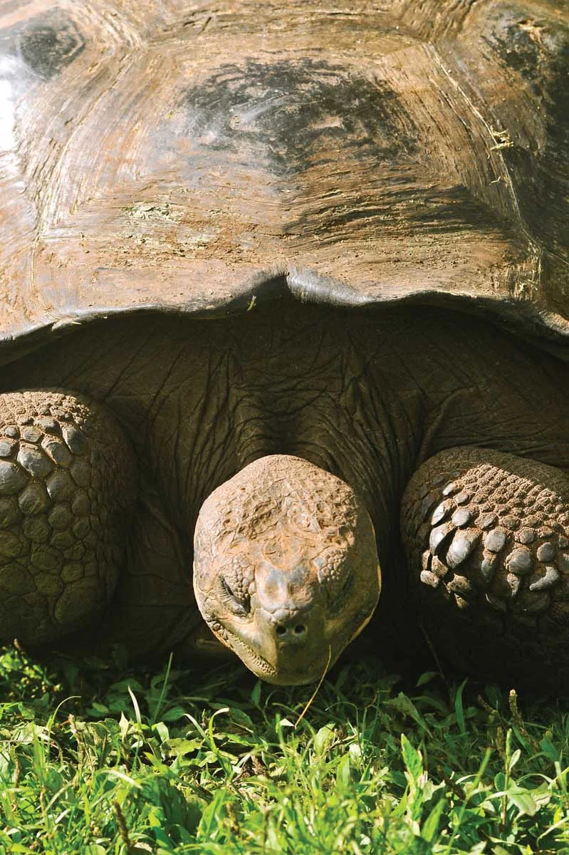 Galapagos_giant_tortoise_4 - "Wanna race? Come on, I know you do!"