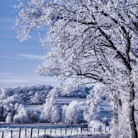 Winter by Stankowski Daniel - Landscapes Prairies, Meadows & Fields