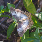 Cruiser (female, wet season form)