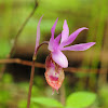Calypso orchid; fairy slipper