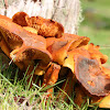 Gymnopilus mushrooms