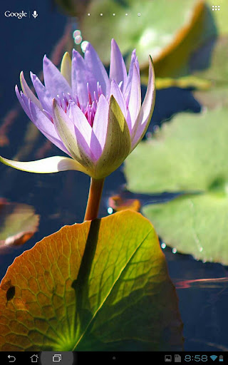 Real WaterLily LiveWallPaper-2