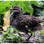 The Buff-banded Rail