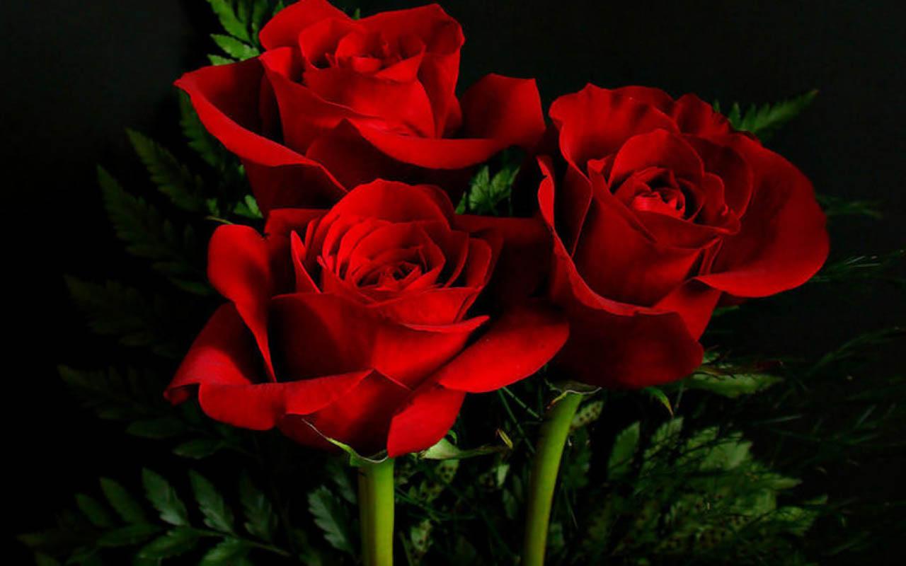  3d  Wallpapers  Rose  CZARNY MAZAK