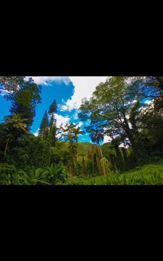 【免費個人化App】HD Photo Paradise Forest LWP-APP點子