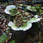 Trametes versicolor