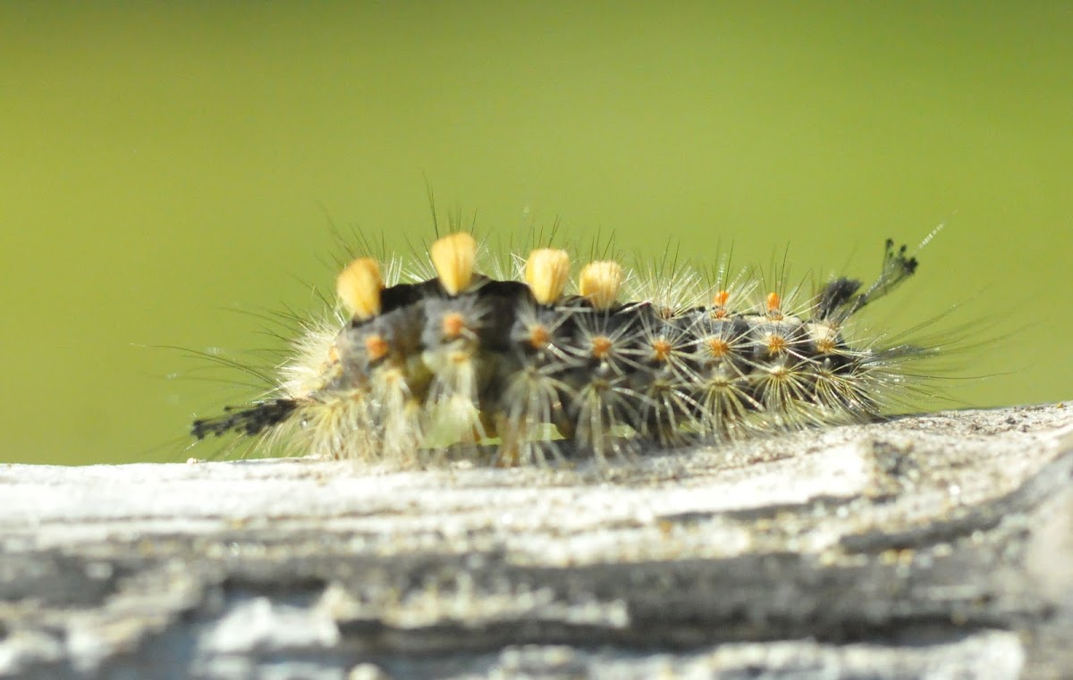Rusty Tussock moth caterpillar