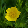Meadow Buttercup (Bouton d'or)