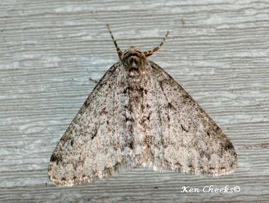 Toothed Phigalia Moth