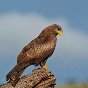 by RN Nobby Clarke - Animals Birds